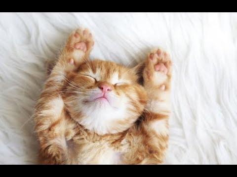 猫ちゃんの超絶可愛い動画をお届け！