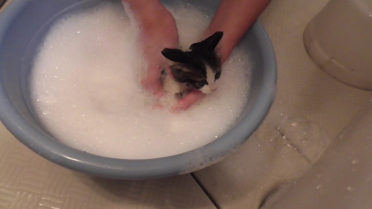初めてのお風呂に入る子猫たち