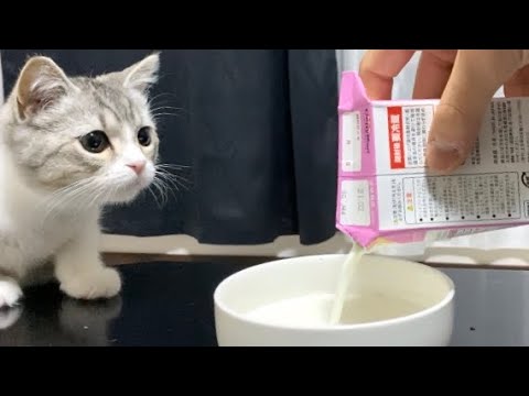 【ASMR】ミルクを勢いよく飲む子猫