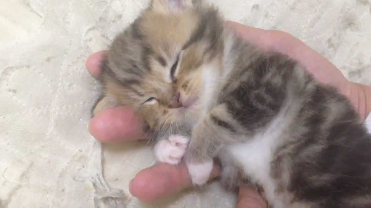 まさに天使の寝顔！手の平の上で眠る子猫が可愛すぎる