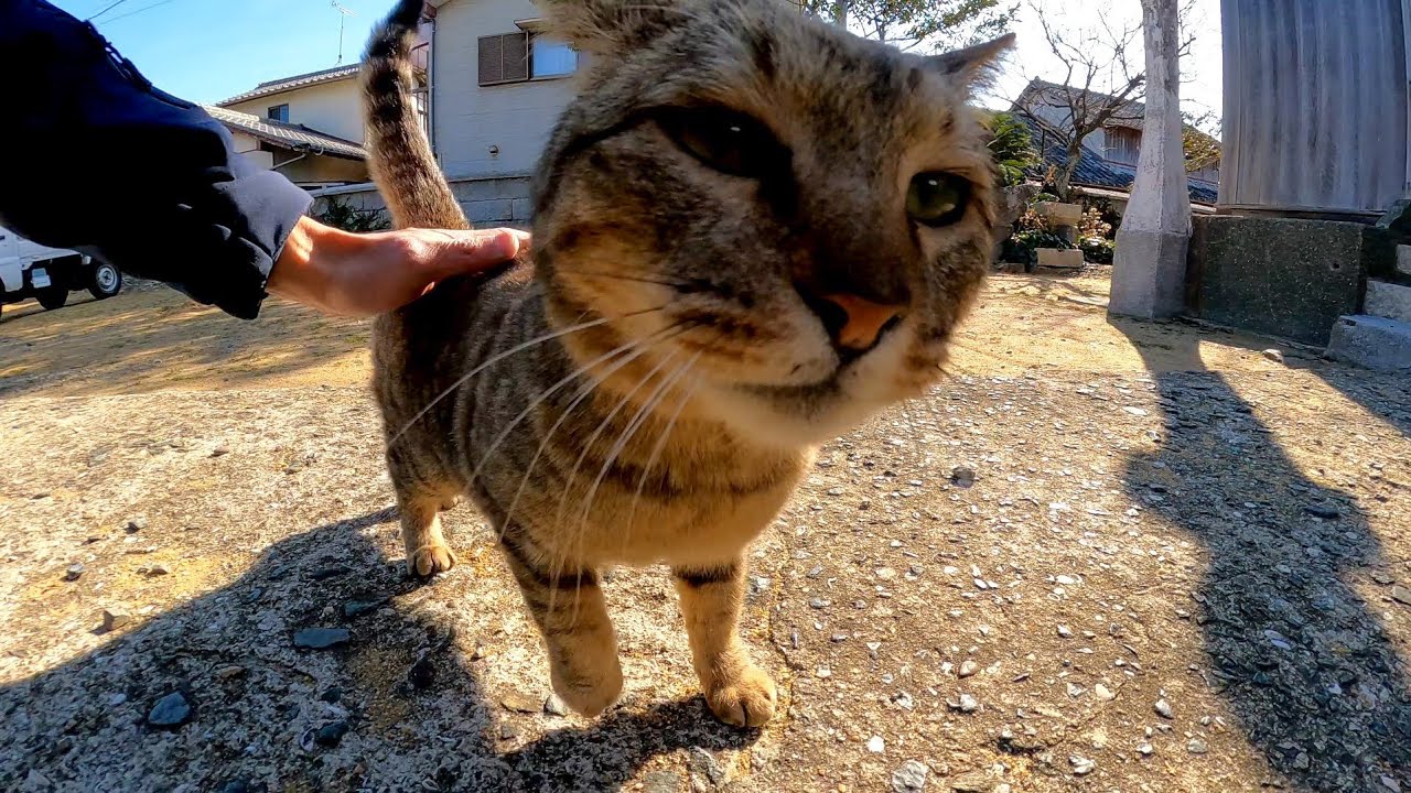 神社の境内に住むフレンドリー猫
