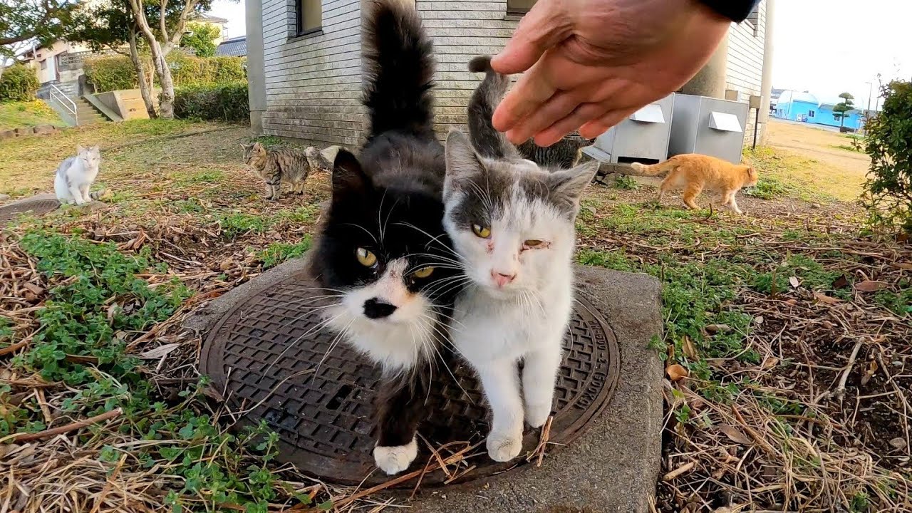 港町の公園に住む猫たちは人の姿をみると大歓迎してくれます