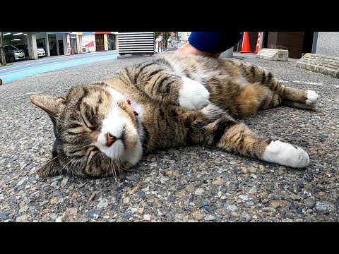駐車場の上に落ちていた猫