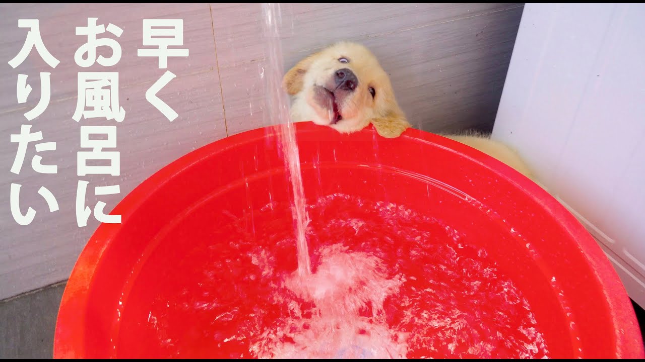 ゴールデンの子犬の初めてのお風呂
