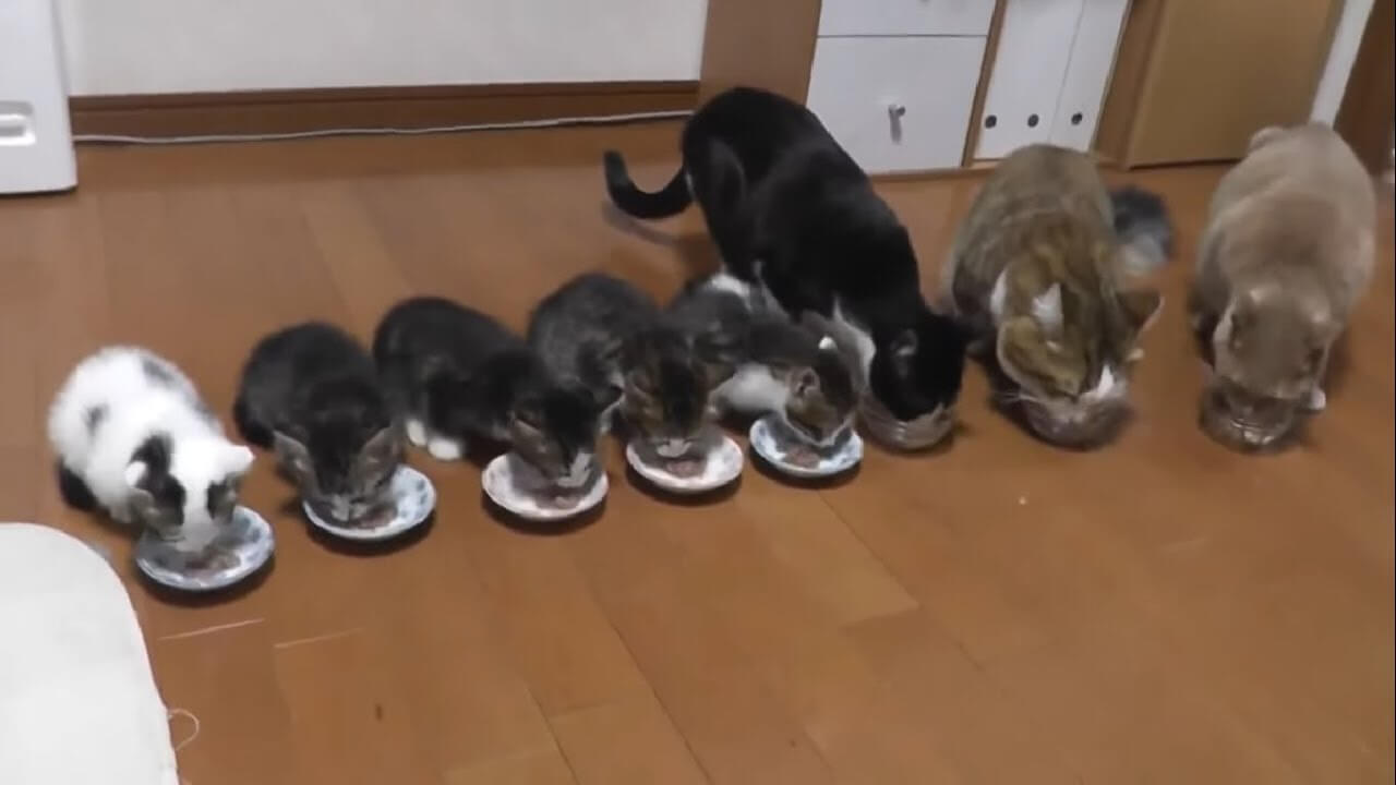 大人猫と子猫が８匹入り混ざった食事風景が圧巻すぎる